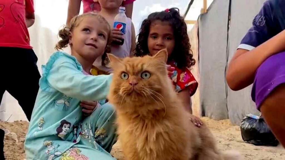 Tres gatos brindan alivio y distracción a los niños desplazados en Gaza | Noticias Telemundo