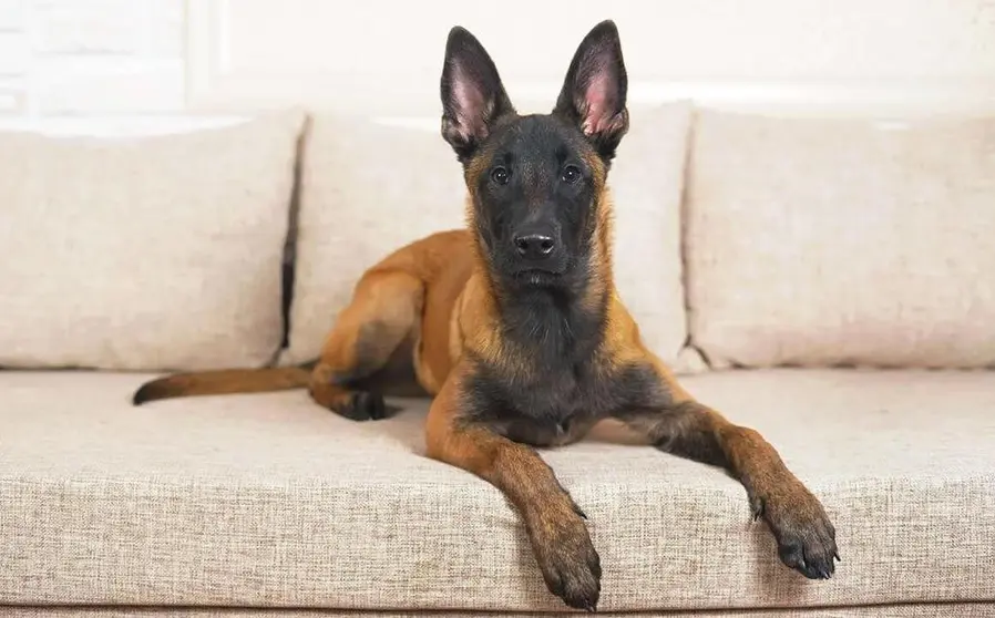 Pastor belga malinois, arenado y de cara negra