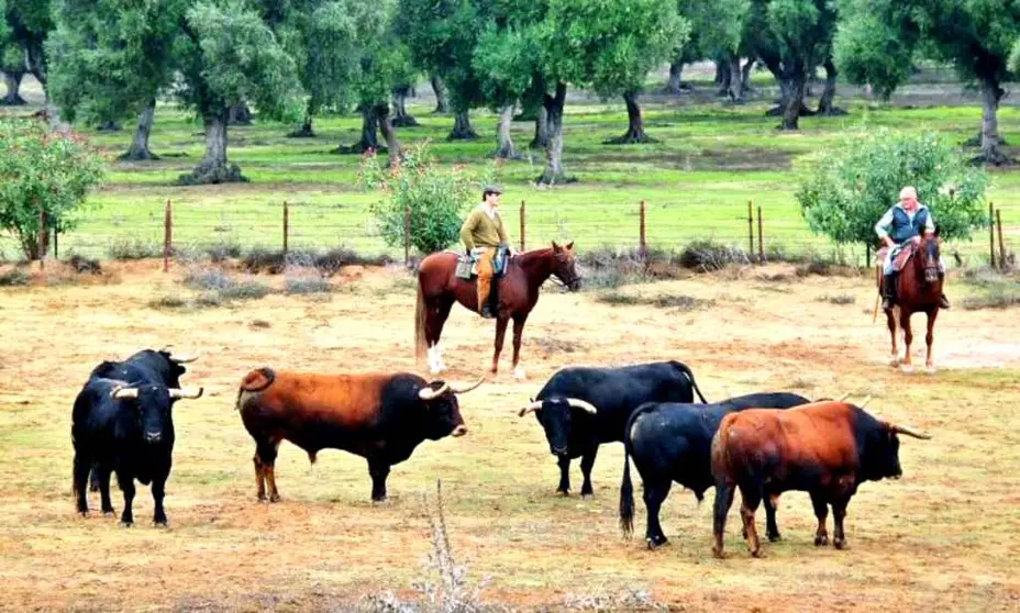 Ganadería de toros bravos Jandilla en Vejer de la Frontera en Cádiz