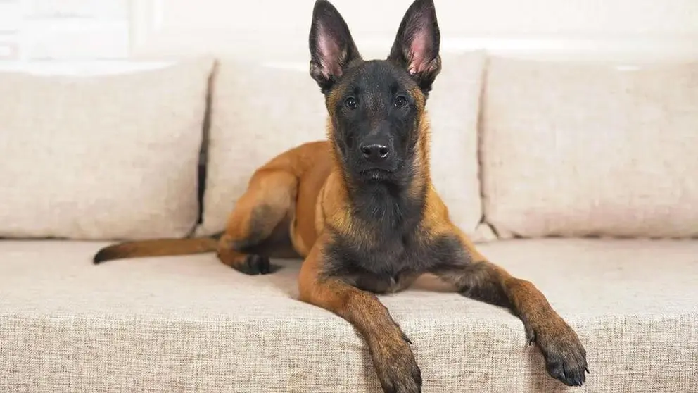 Pastor belga malinois, arenado y de cara negra
