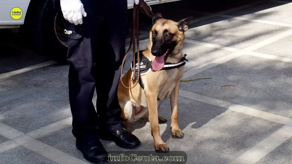 Pastor belga malinois