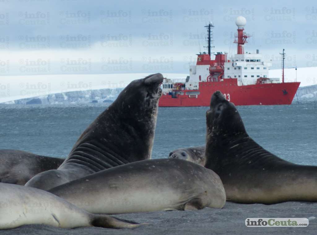 HESPÉRIDES EN CAMPAÑA ANTÁRTICA