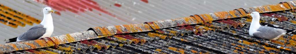 FotoJet (2)