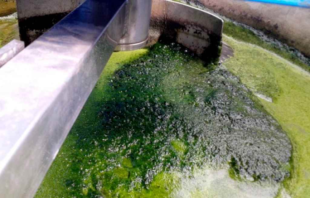 NICALGAE